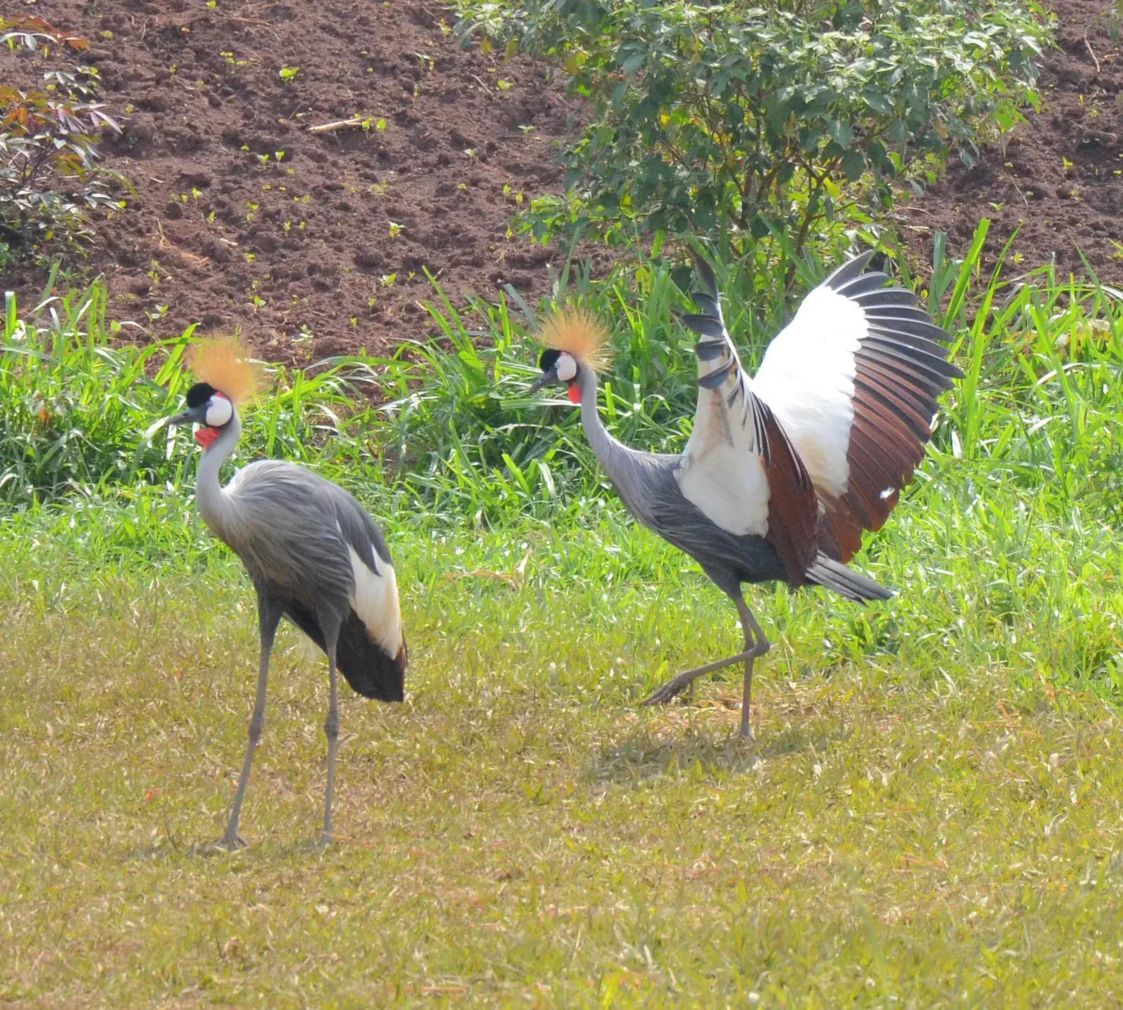 Two grey crowned cranes, Uganda’s national bird, standing in grass.