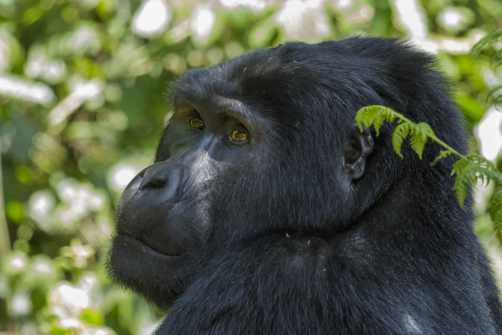A mountain gorilla in the forest of Bwindi Impenetrable National Park, Uganda.